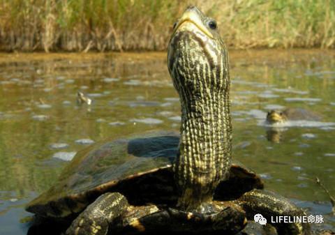 龟界撞脸大PK!里海泽龟与希腊拟水龟的撞脸之旅(内附玩家爱龟图) - 知乎