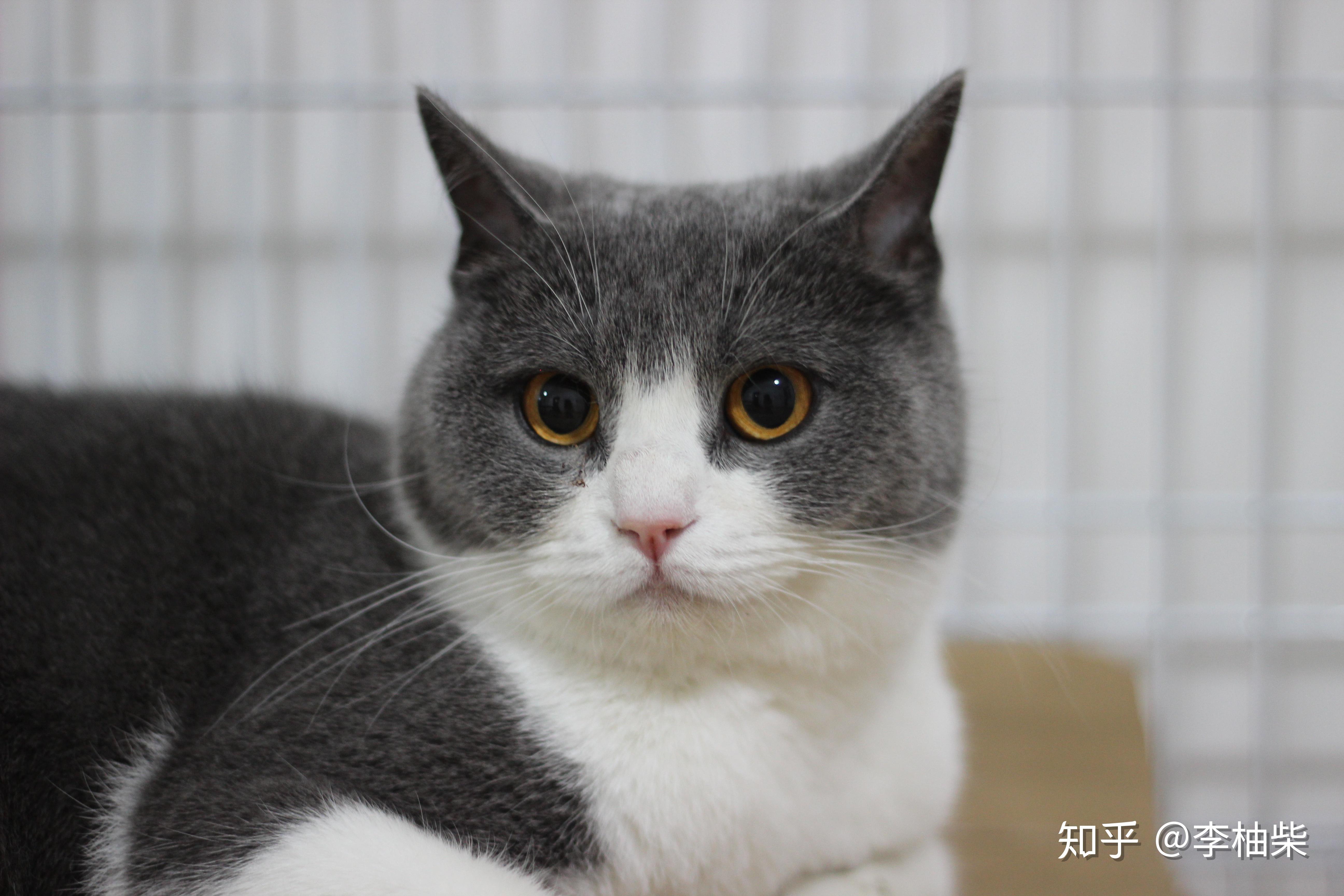 请问这个英短蓝白是不是串串