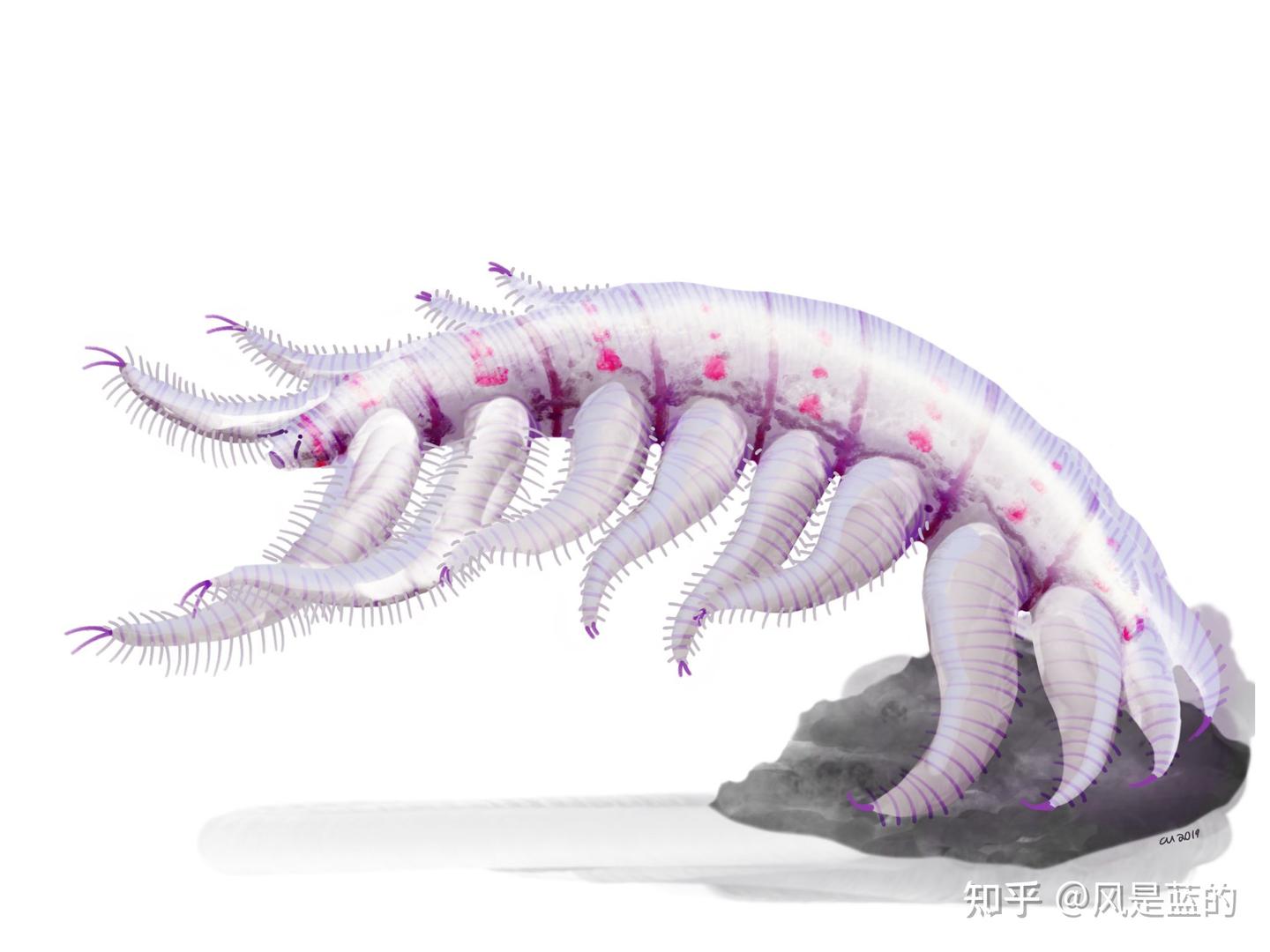 叶足动物门 Lobopodia的梳理 - 知乎