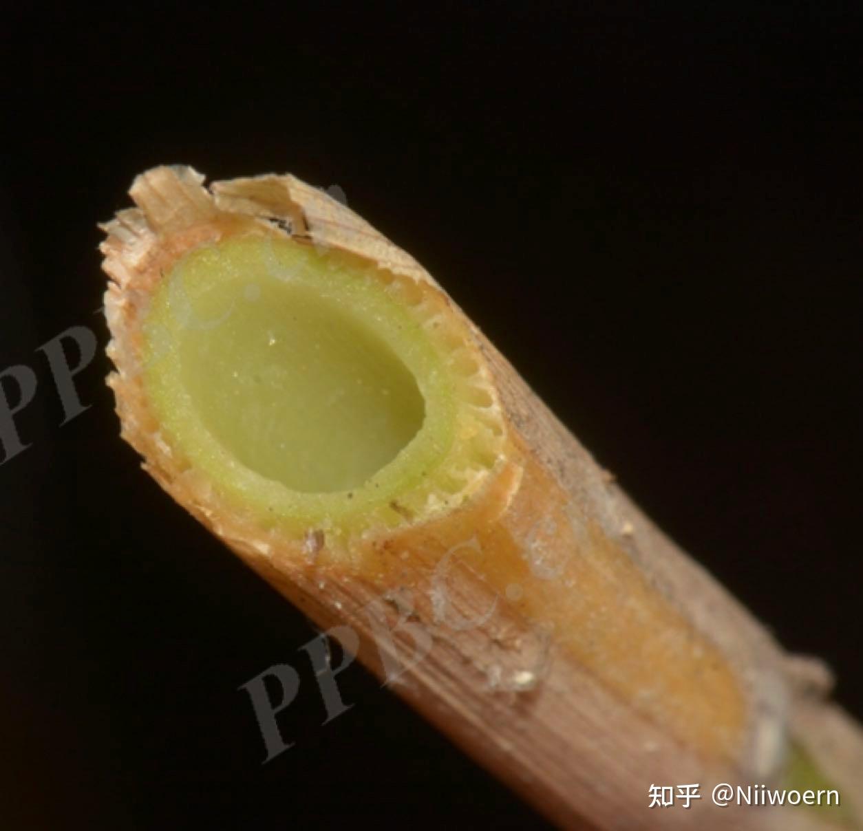 植物分类学—-禾本科稻属 - 知乎