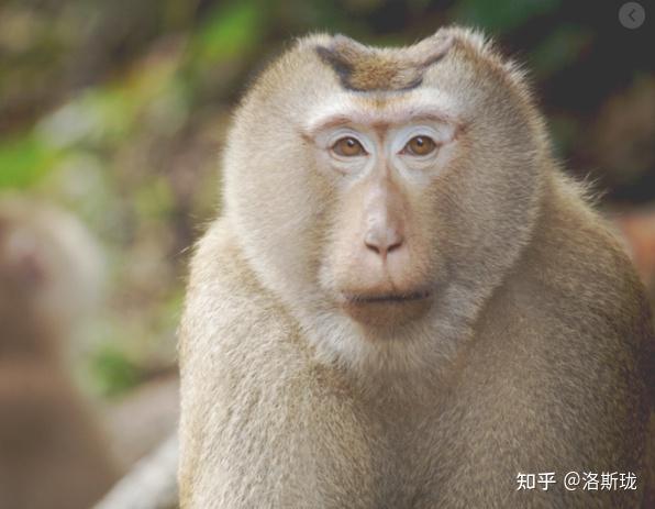 网络耍猴没事看猴子的人超乎想象的多不管是抖音还是快手或者油罐上