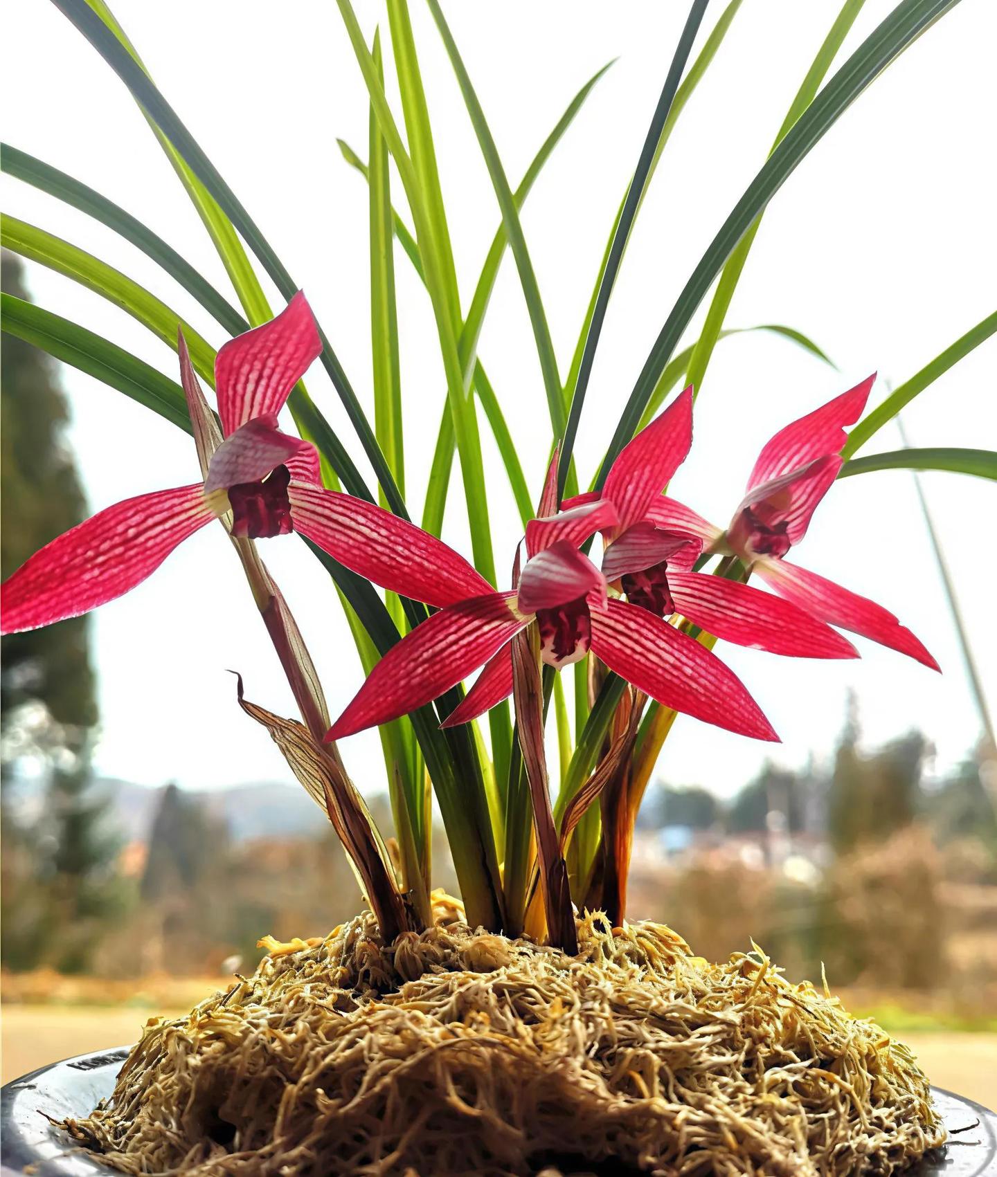 兰花赏析：春兰红花名品鉴赏之九大经典品种解析- 知乎