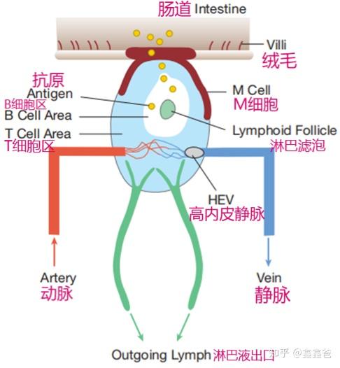 免疫系统是如何工作的——第七讲 次级淋巴器官和淋巴细胞的转运 - 知乎