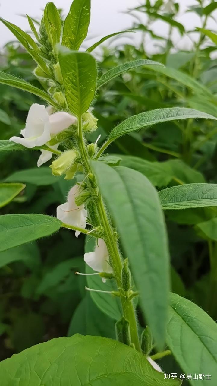 七絕芝麻平水韻