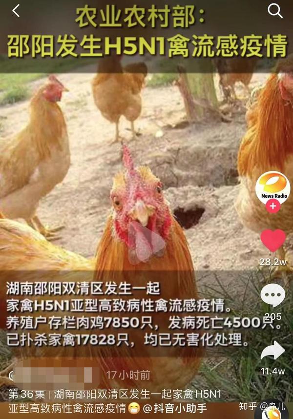 一波未平 一波又起!h5n1禽流感,你来的真不是时候