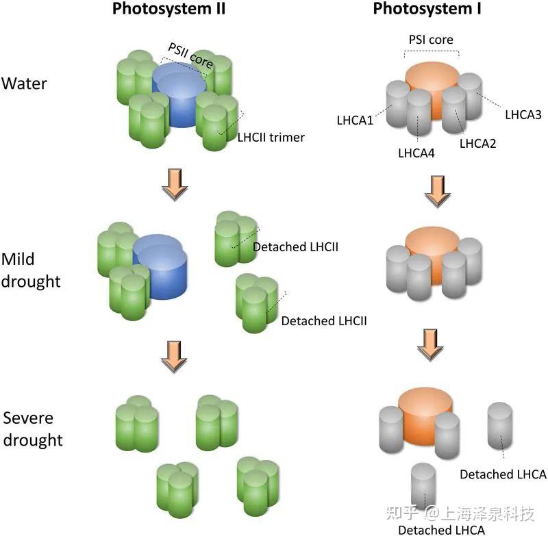 New Phytologist：干旱胁迫对拟南芥的两个光系统都有影响 - 知乎