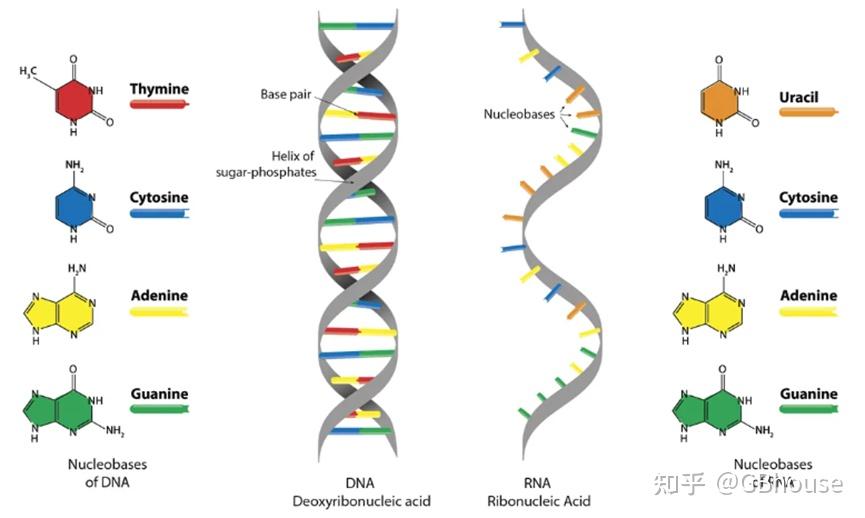 常见16 种 RNA 结构及其功能介绍，为什么你的研究是某一类特定RNA - 知乎