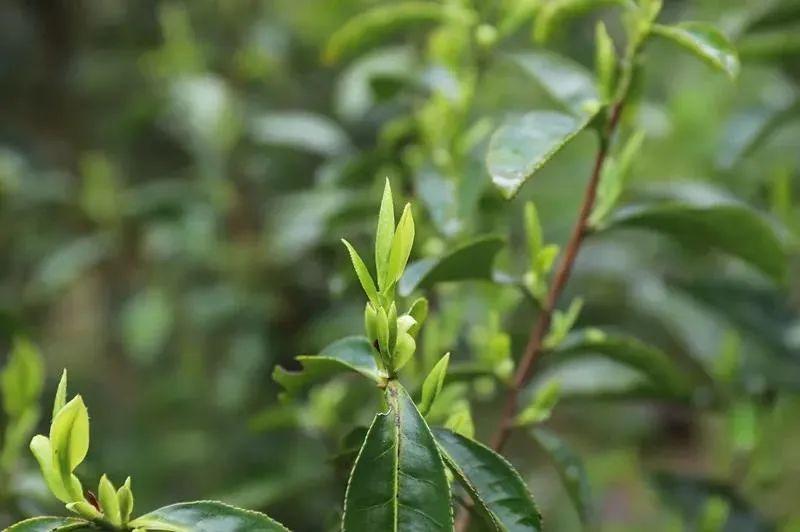 你知道茶树为什么要修剪吗？ - 知乎