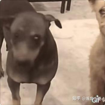 求一个狗狗回头被同伴吓一跳的动图