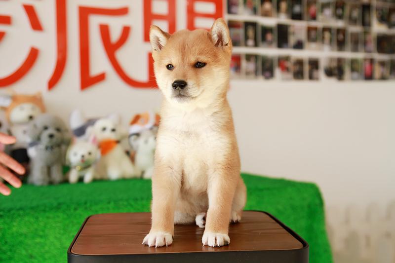 柴犬包子养成记，持续更新中。 - 知乎
