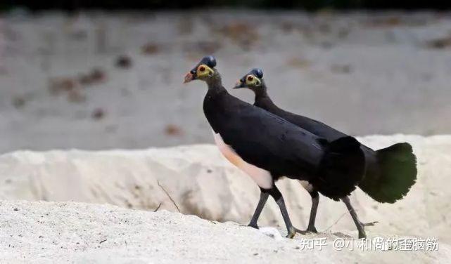 苏拉冢雉|"墓穴"里钻出的国宝(含视频) - 知乎