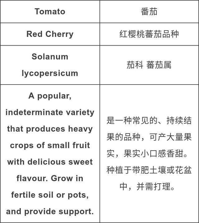 園藝英語種個小番茄當零食任性