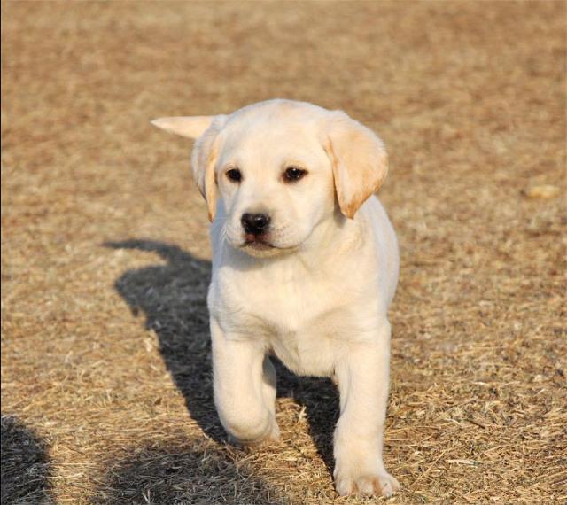 拉布拉多犬为什么招人喜欢 知乎