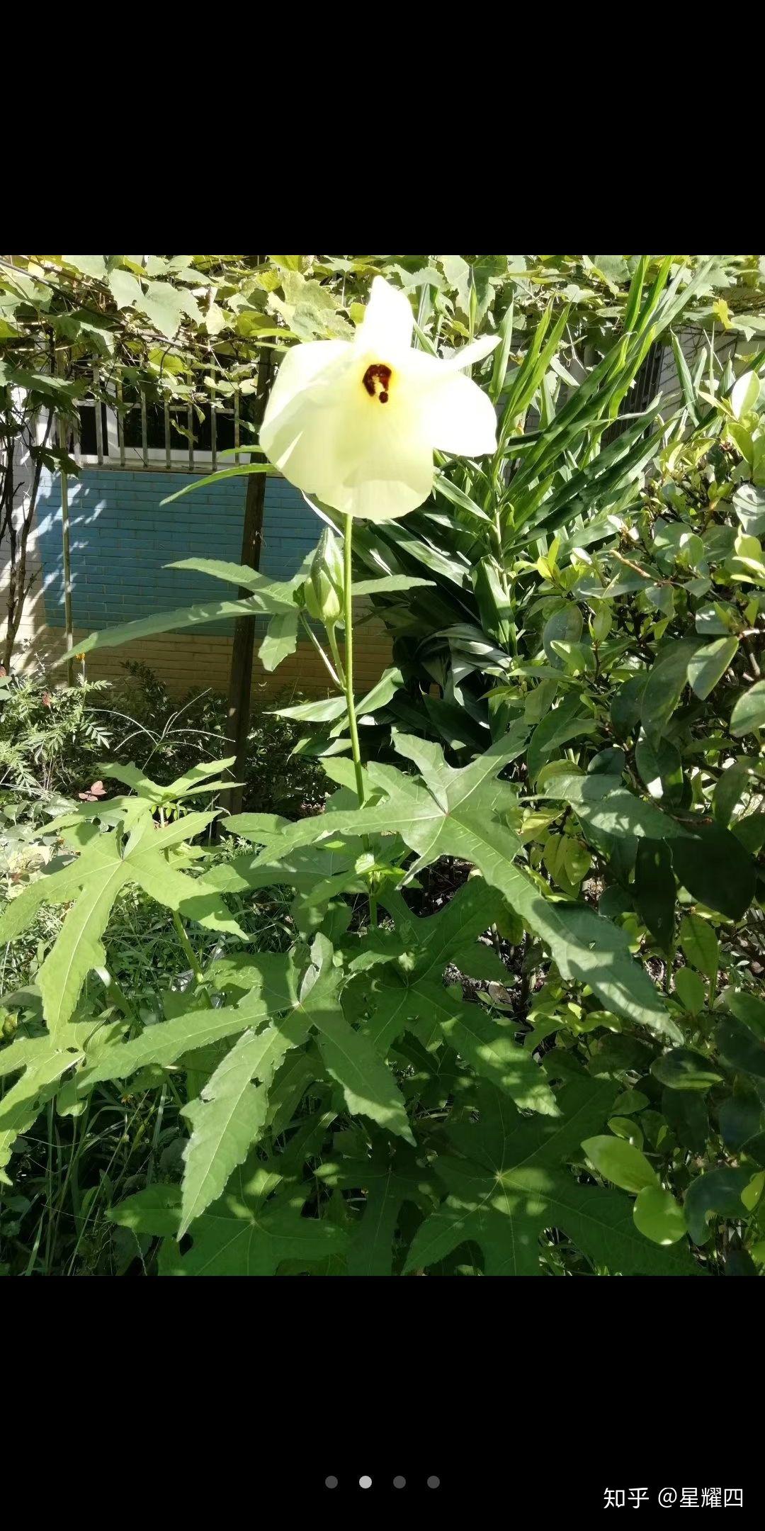 白天开晚上合拢的花谁知道这是什么