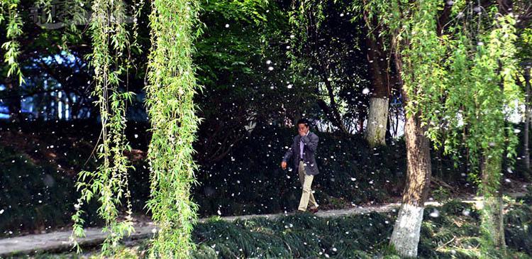 "仲春吃雾霾,三月吃风沙,四月吃柳絮,蒲月吃杨树毛儿,而本日……吃!