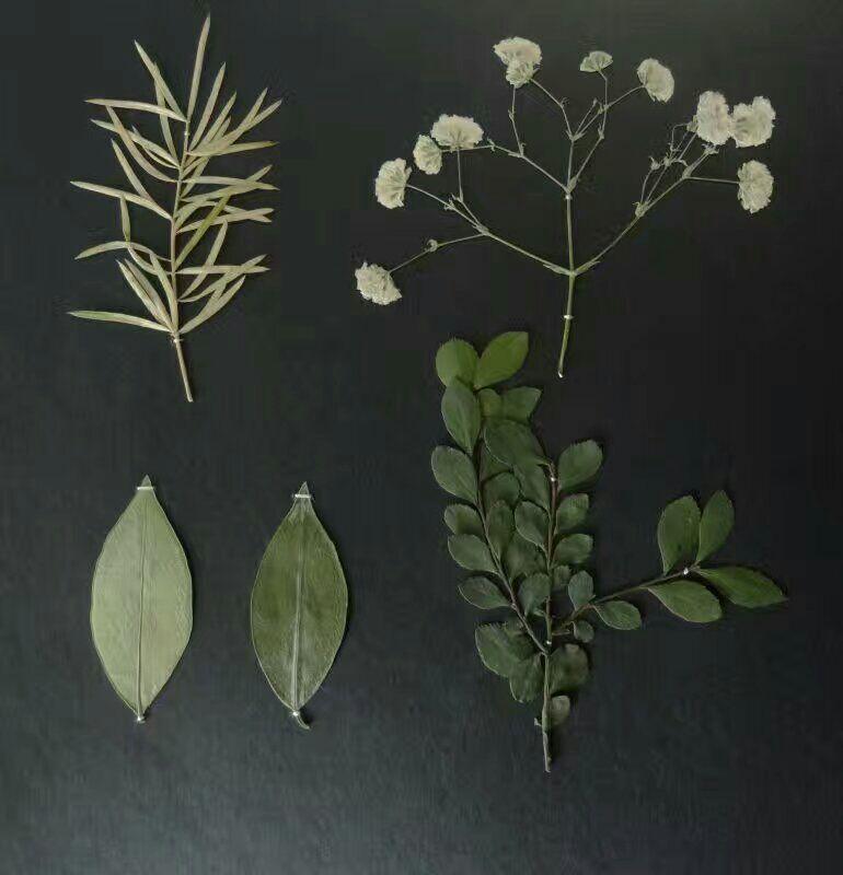 如何制作简易的植物标本？