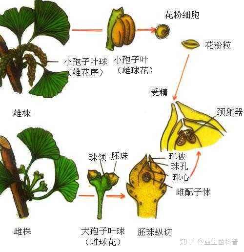 八九月新一轮的花粉过敏季来袭 花粉过敏症 着重调理免疫改变体质 花粉过敏的发生机制 帮果网