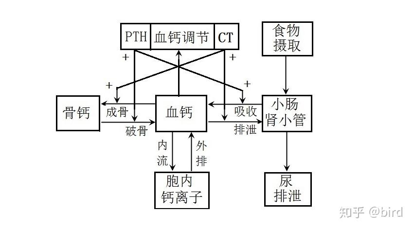 2.钙失衡,钙代谢与脑老化.