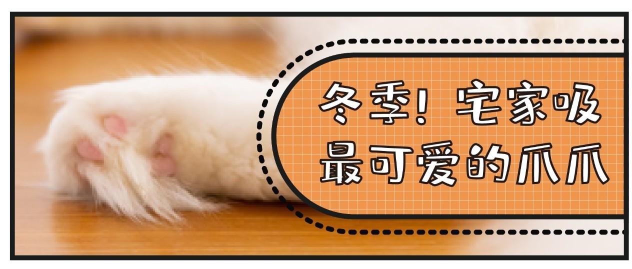 猫咪爪垫干燥开裂 应该选择什么 护爪霜 最合适 知乎 猫咪爪垫干燥开裂 应该选择什么 护爪霜 最合适 知乎