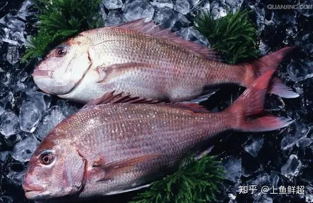 那些年我们吃过的刺身:你还不知道这些海鲜也可以做刺身吧? - 知乎