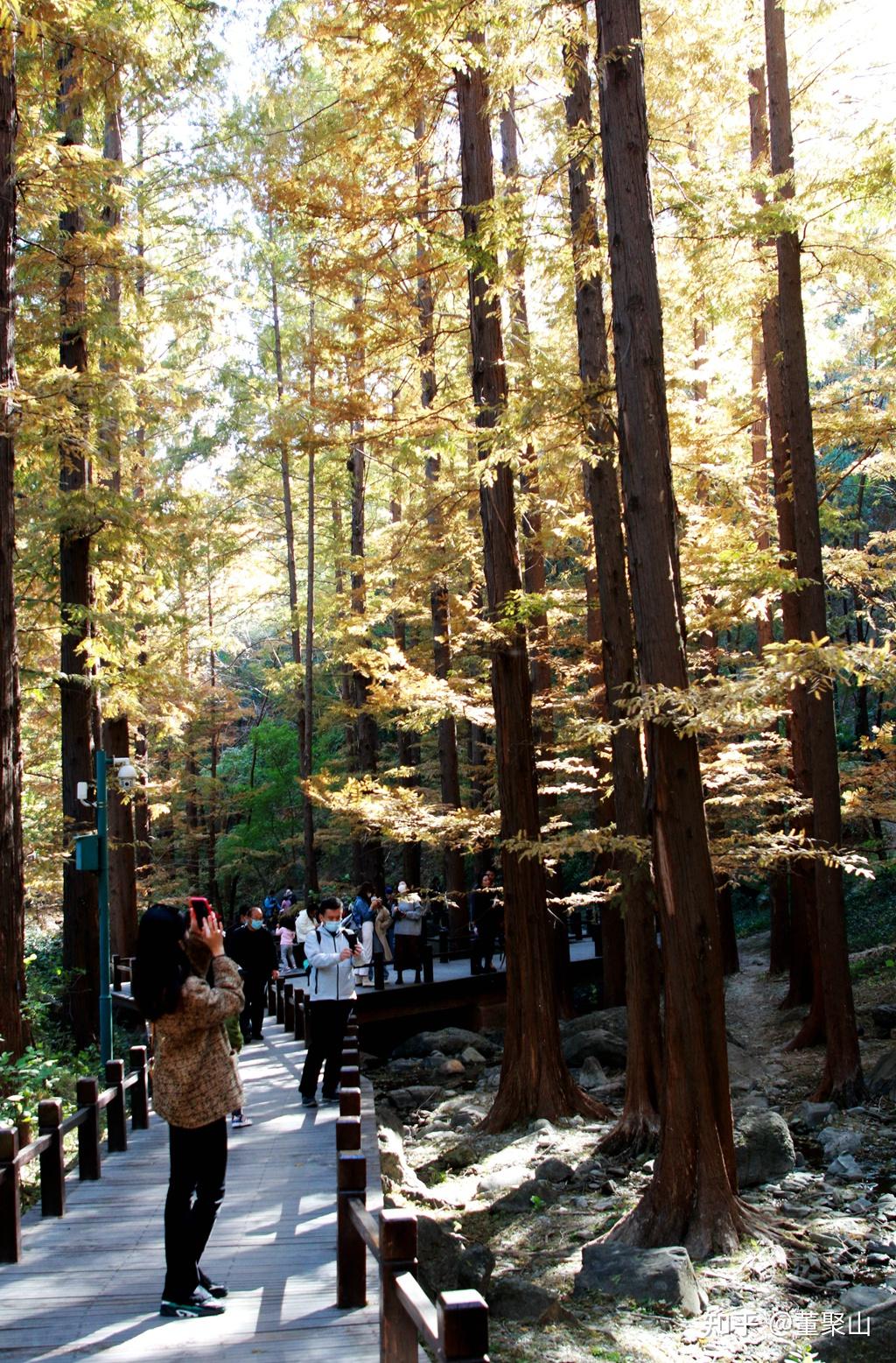 北京国家植物园 樱桃沟水杉林秋韵迷人