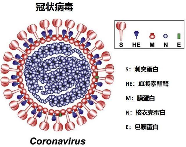 新型冠状病毒结构图片图片