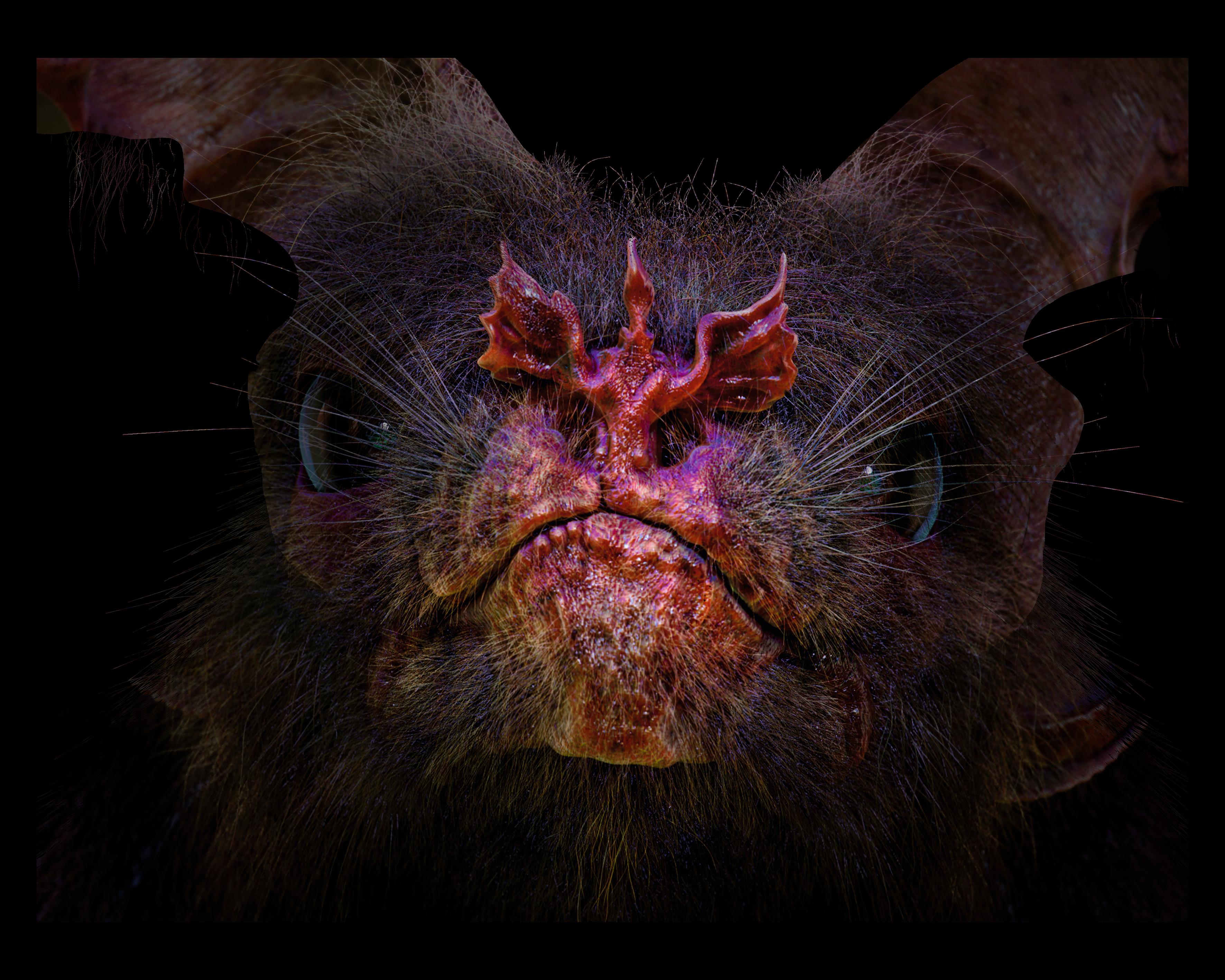 1000万年后的动物长什么样