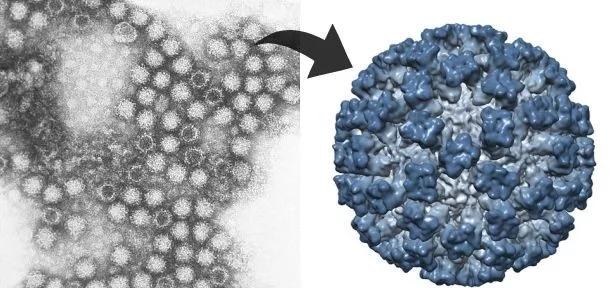 猫杯状病毒感染-从症状和病因到预防和治疗