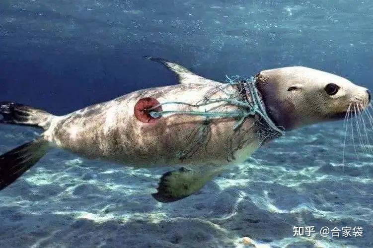 海洋生物不得不与垃圾共存,被废弃的塑料垃圾所伤害,甚至死亡