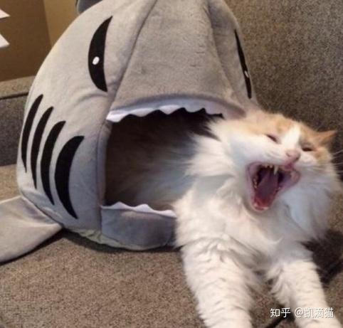 猫死前5个迹象 它即将回归喵星 不要错过最后的陪伴 知乎