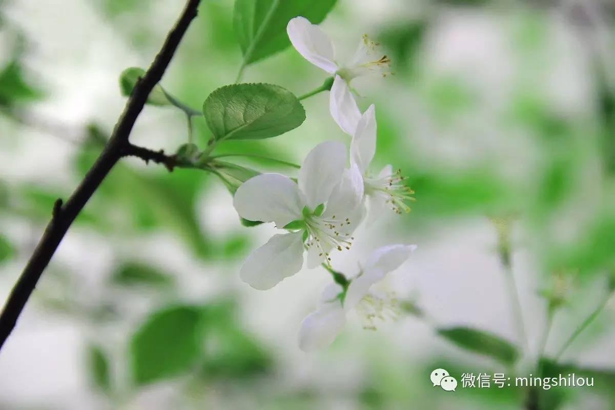 春莺啭里我听到了大唐的声音▍听听