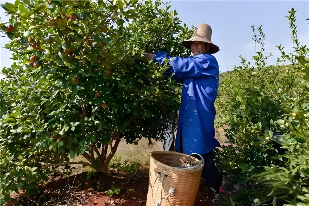记忆中的年味|客家人的年,客家人的过年习俗, 客家人这样过年,你知道吗 - 知乎