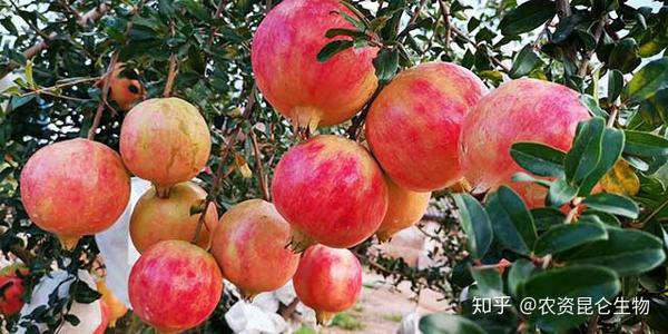 软籽石榴苗多少钱一株