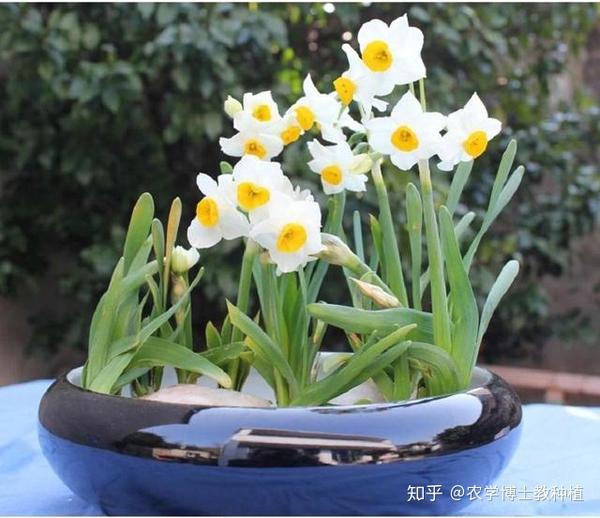 水仙花水养技巧多 掌握这几点 四季开花 芳香沁人 知乎