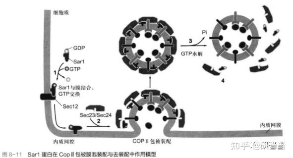 23南开大学生物学考研蛋白分选与膜泡运输