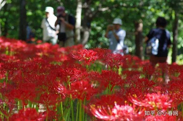 错过等一年 这个周末将迎来日本最大彼岸花花海 知乎