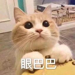 动图封面