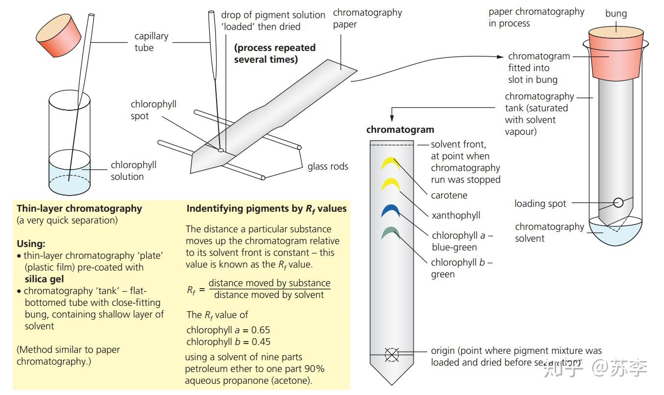 chlorophyll. chromatography