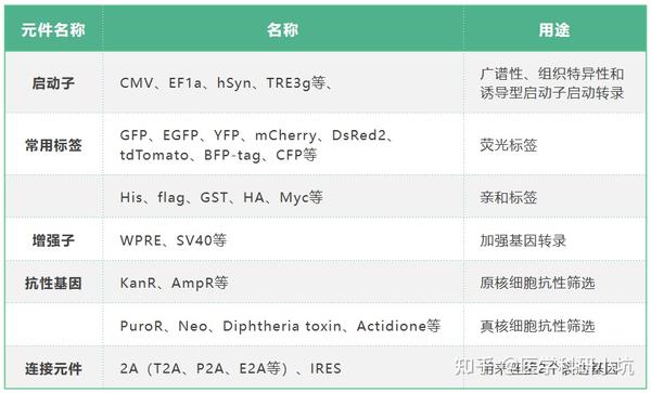 基因过表达 | 献给初学者,基因功能研究时,如何在细胞内过表达基因? - 知乎
