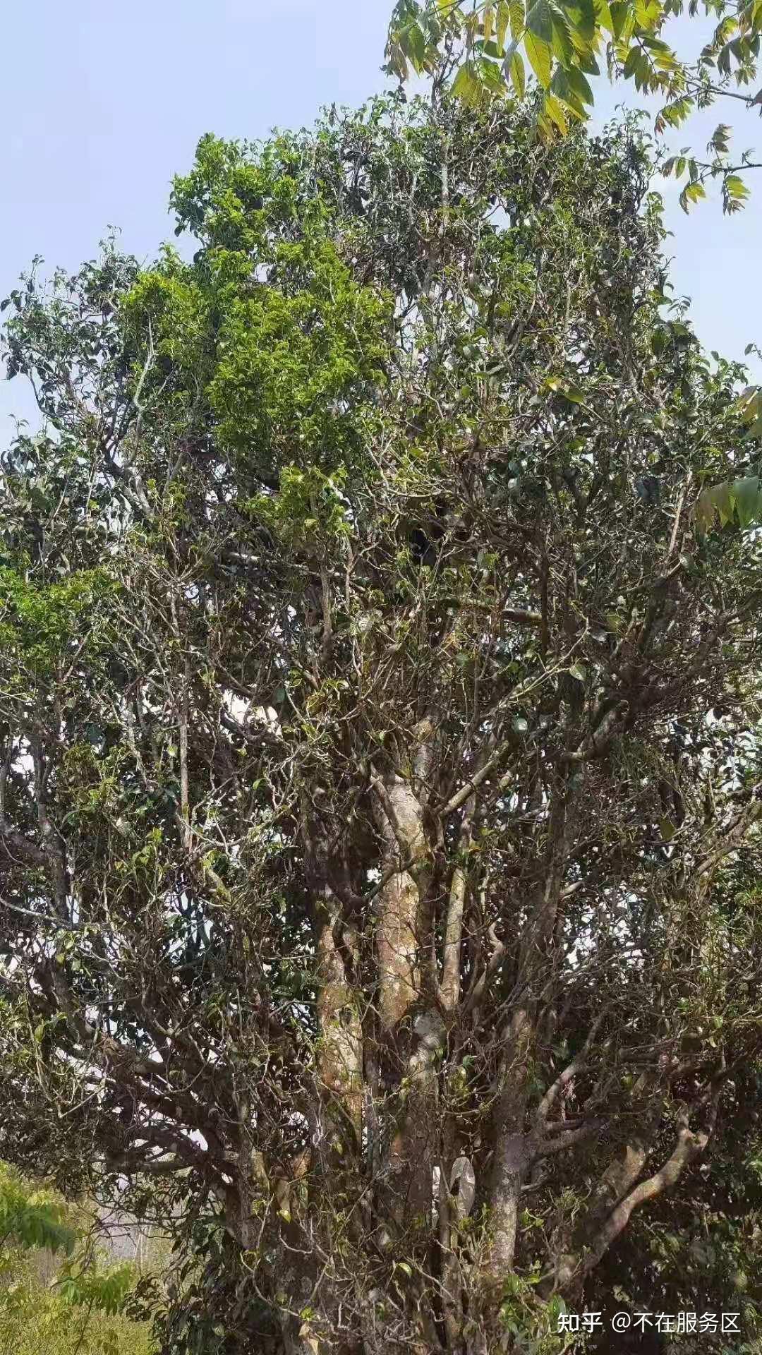 岩子头古树茶纯手工制作