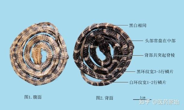 带你识别金钱白花蛇