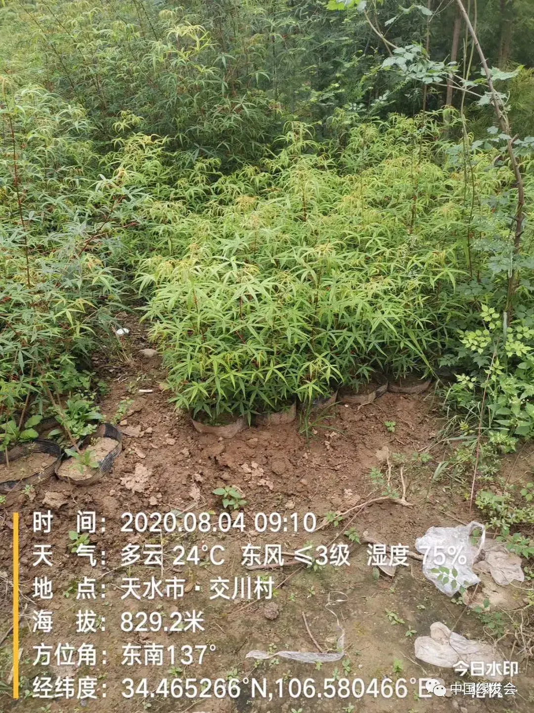 五小叶槭10岁,8岁,6岁