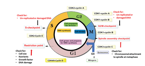 Cdk2 R&b Pathway 临床CDK2抑制剂:选择性和有效性的趋势 | 「药时代靶点说」系列文章 - 知乎
