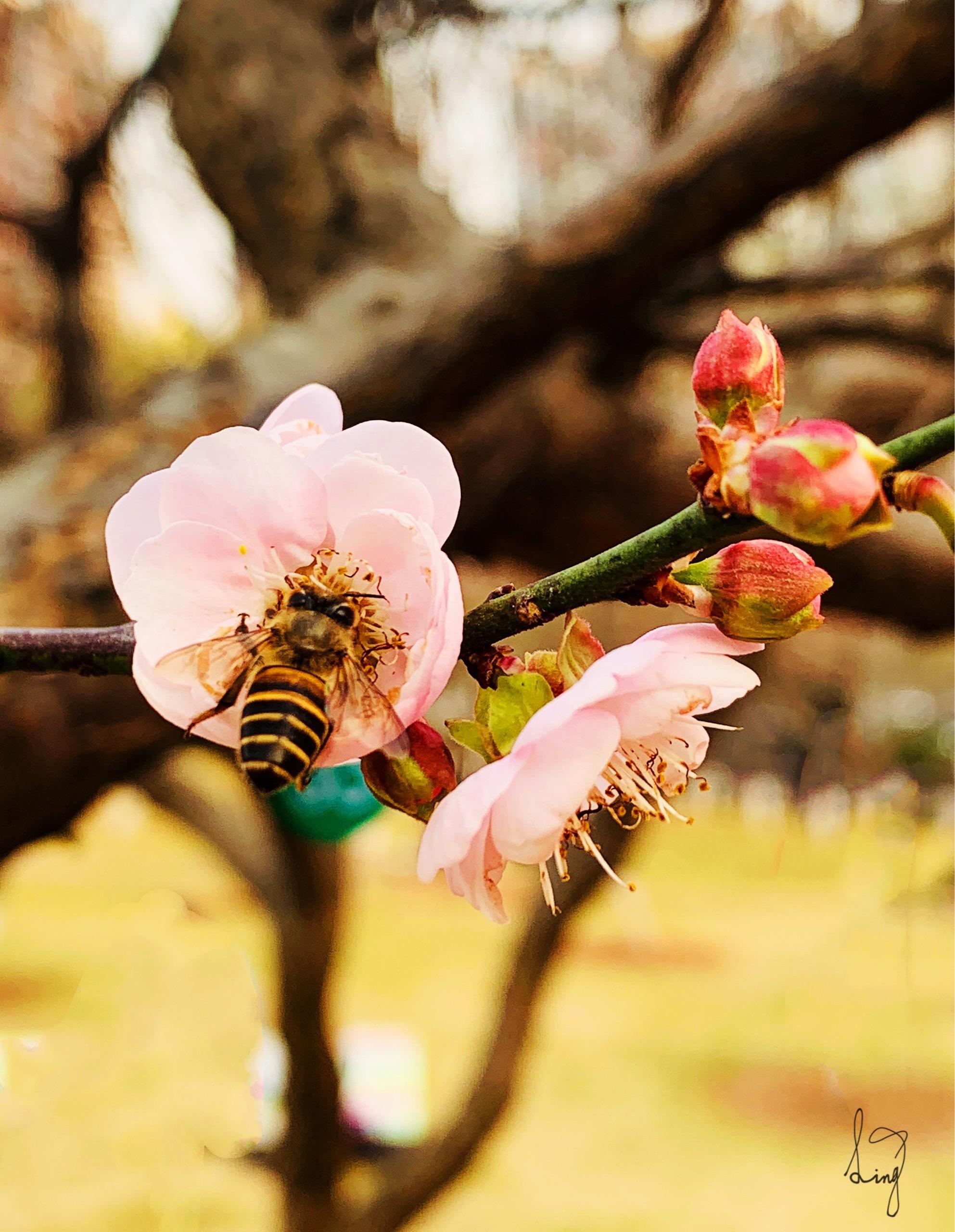让人惊艳的梅花园!地铁二号线侨香c出口,出来慢走十五分钟就到了.010