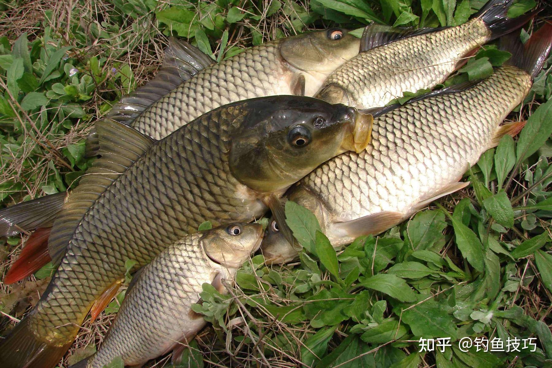 分钟,然后捞出,将水滤除,放入容器内,按照下图配方添加果糖和钓鱼小药