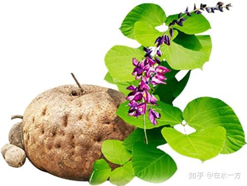 野葛根的植物作用 知乎