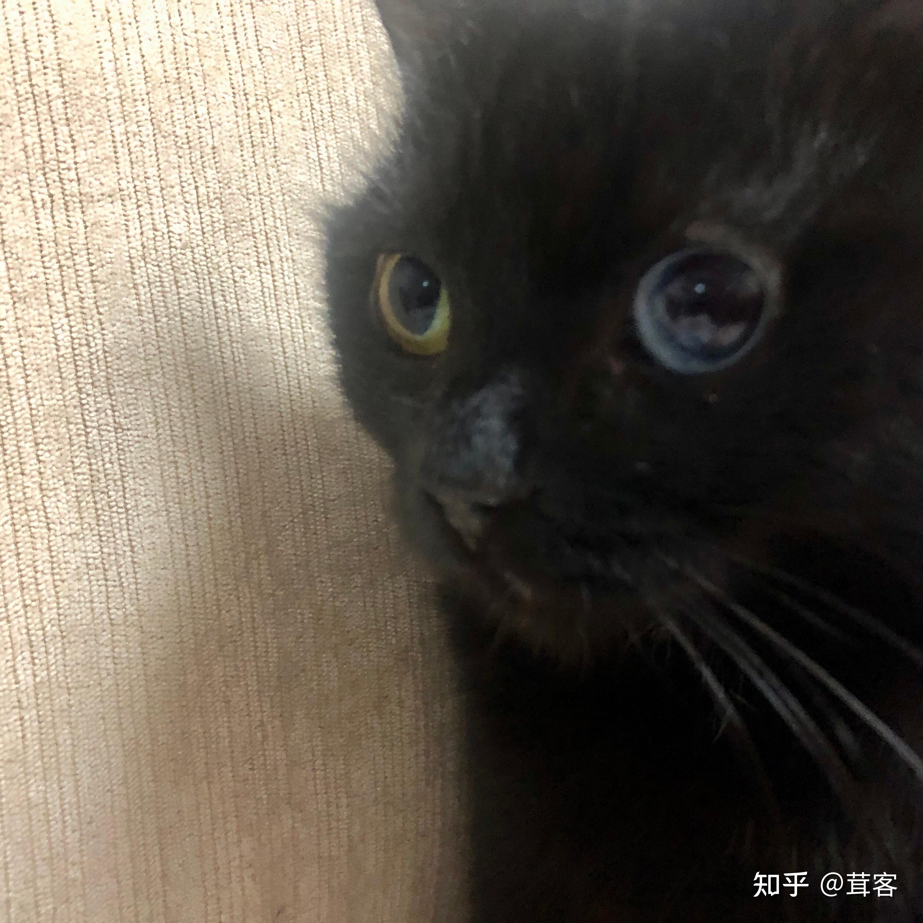 你们见过黑色的异瞳猫吗