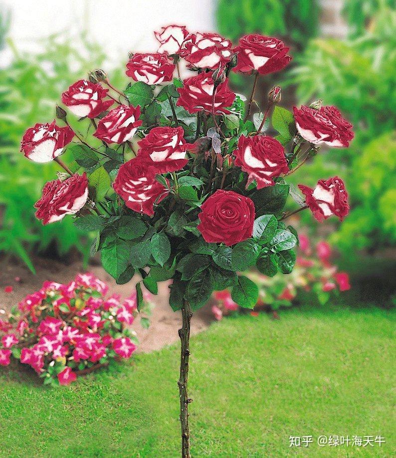 奥西利亚玫瑰月季迷云这种花真的存在吗