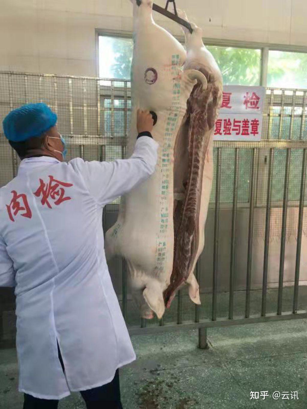 猪肉检疫图片