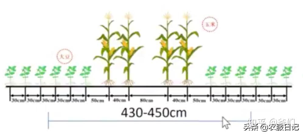 玉米种植密度对照表图片
